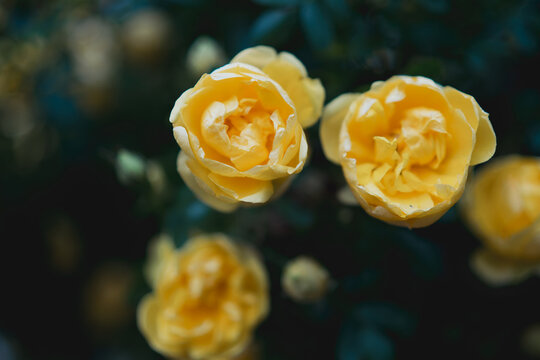 Bright yellow roses bloom in a dark moody garden setting with lush green foliage providing a natural backdrop for floral beauty