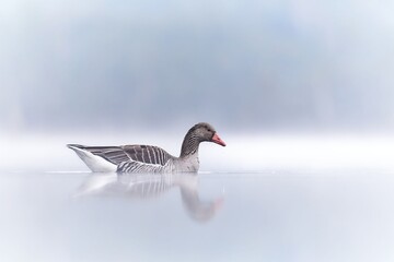Serene greylag goose gliding through thick morning mist on a silent pond with soft reflections and a minimalist atmospheric landscape background © Ali