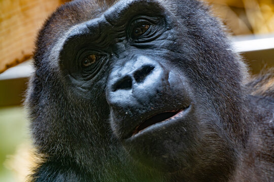 Gorilla, nachdenkliches Portr&auml;t