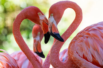 zwei Flamingos bilden gemeinsam ein Herz