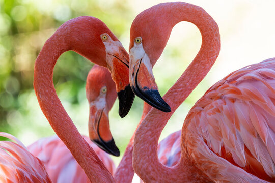 zwei Flamingos bilden gemeinsam ein Herz
