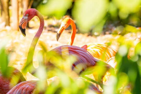 mehrere Flamingos in sommerlichen Licht