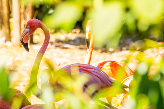 mehrere Flamingos in sommerlichen Licht