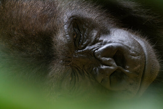 Portr&auml;t eines liegenden, ruhenden Gorillas