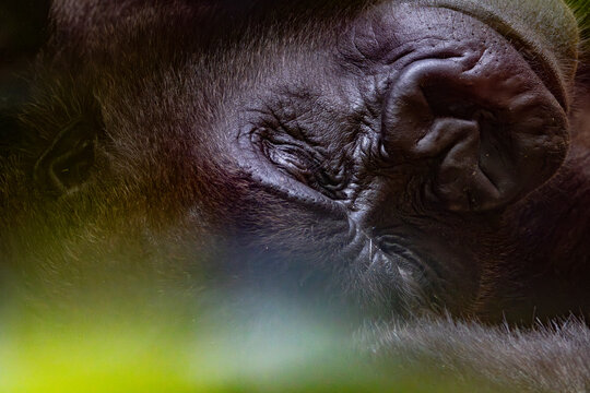 Portr&auml;t eines liegenden, ruhenden Gorillas