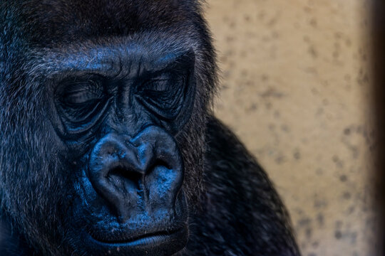 Portr&auml;t, Nahaufnahme von einem Gorilla