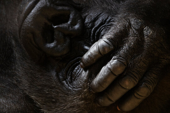 Portr&auml;t eines liegenden, ruhenden Gorillas
