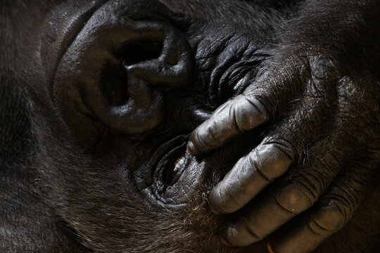 Portr&auml;t eines liegenden, ruhenden Gorillas