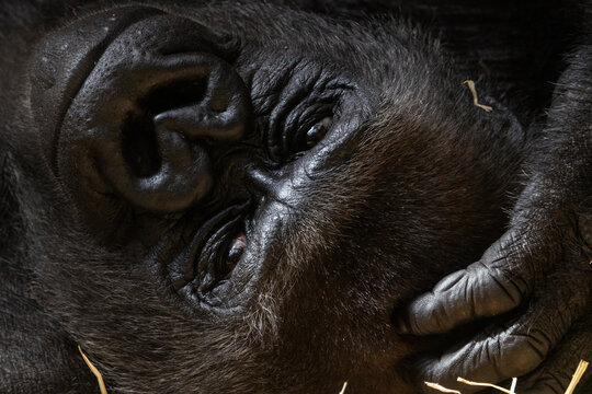 Portr&auml;t eines liegenden, ruhenden Gorillas