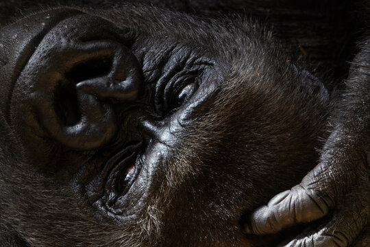 Portr&auml;t eines liegenden, ruhenden Gorillas