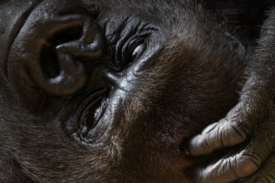 Portr&auml;t eines liegenden, ruhenden Gorillas