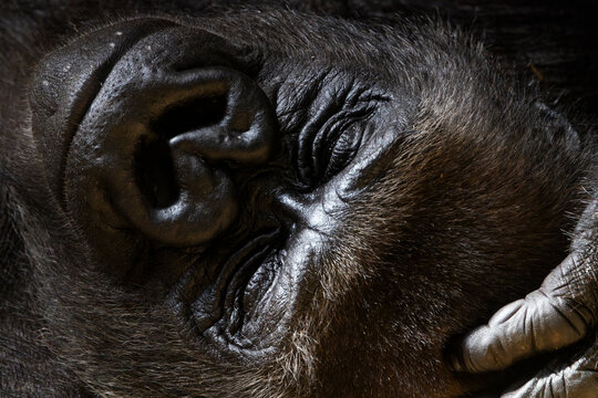 Portr&auml;t eines liegenden, ruhenden Gorillas
