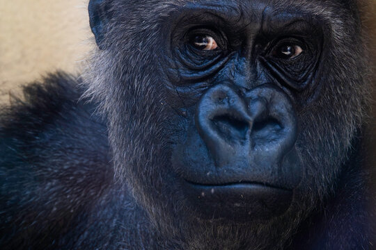 Portr&auml;t, Nahaufnahme von einem Gorilla