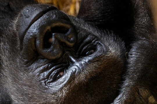 Portr&auml;t eines liegenden, ruhenden Gorillas