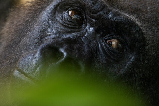 Portr&auml;t, Nahaufnahme von einem Gorilla