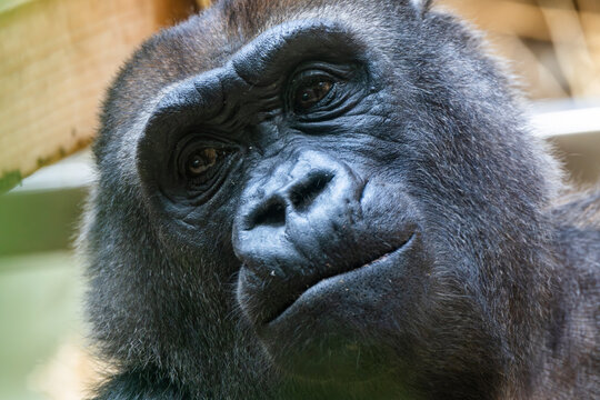 Portr&auml;t, Nahaufnahme von einem Gorilla