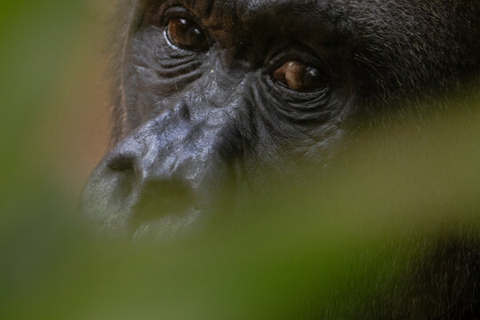 Nahaufnahme eines Gorillas, Portrait