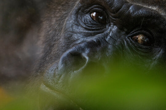Nahaufnahme eines Gorillas, Portrait