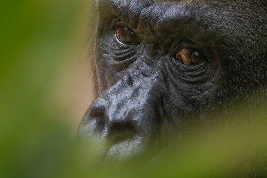 Nahaufnahme eines Gorillas, Portrait