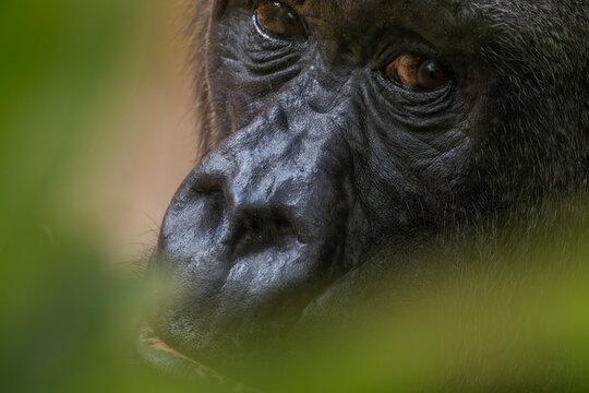 Nahaufnahme eines Gorillas, Portrait