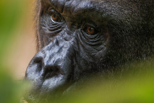 Nahaufnahme eines Gorillas, Portrait