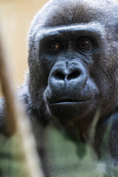 Portr&auml;t, Nahaufnahme von einem Gorilla