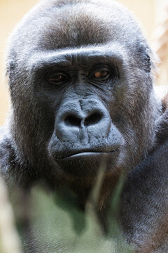 Portr&auml;t, Nahaufnahme von einem Gorilla