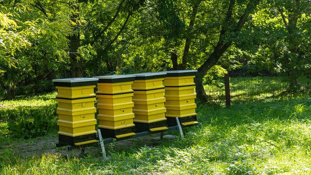 Yellow beehives in sunny green garden apiary natural background