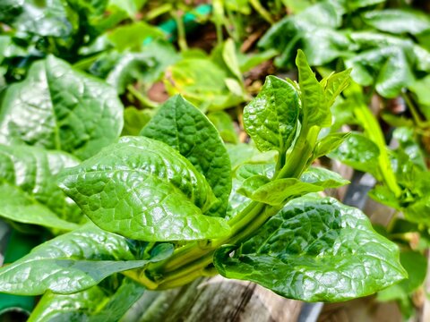 Green leafy malabar spinach growing organically 
