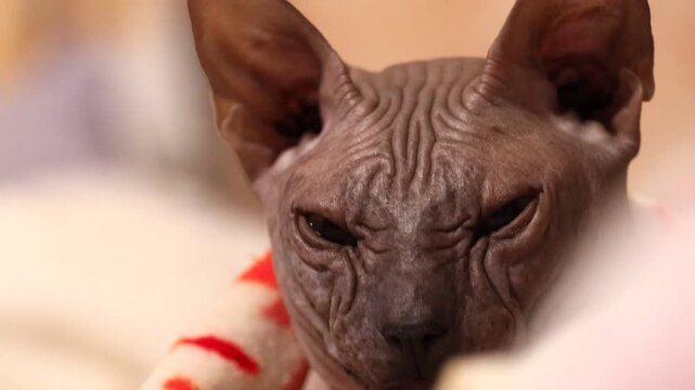 A close-up view of a cat relaxing on a blanket
