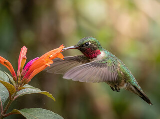 Naklejka premium Hummingbird hovering in flight while feeding on nectar from vivid orange and pink flowers in a softly blurred natural garden