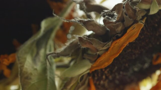 Dead Sunflower flower head macro close up presentation slowly rotating stock footage