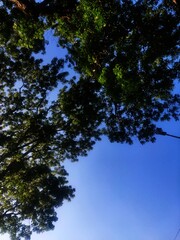 sky and trees
