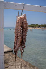 Fresh octopus hanging outdoors near the sea, captured as a traditional coastal food preparation scene with shallow depth of field © Cibster