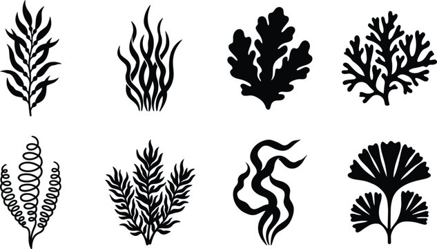 Collection of seaweed kelp and marine algae underwater plant black silhouettes isolated on white