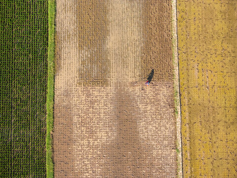 Aerial view of a farmer working in a rice paddy field with contrasting green and brown soil patterns in Klaten, Central Java, Indonesia.