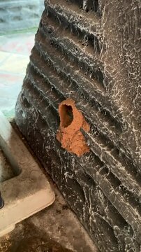 4K Video of Mud Wasp Nest on Stone Wall Pest and Wildlife Footage