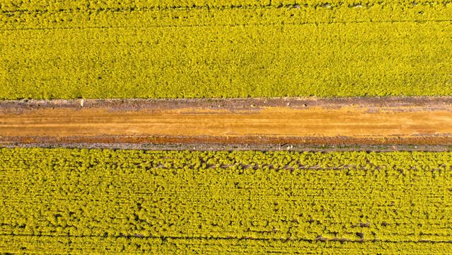 Aerial view of vibrant yellow canola fields divided by a rustic dirt road near Walyormouring Lake in Walyormouring, Western Australia, Australia.