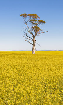 Aerial view of a solitary tree standing in a vibrant yellow canola field under a clear blue sky in Walyormouring, Western Australia, Australia.