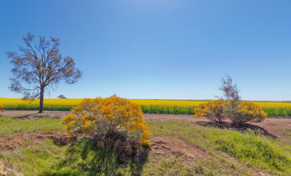 Aerial view of a vibrant yellow canola field bordered by native trees and shrubs under a clear blue sky in Walyormouring, Western Australia, Australia.