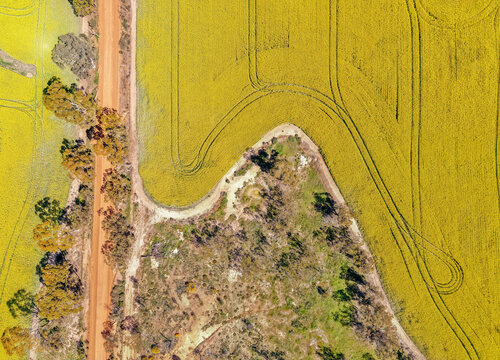 Aerial view of the vibrant yellow canola fields surrounding Walyormouring Lake, featuring a rustic dirt road and scattered eucalyptus trees in Walyormouring, Western Australia, Australia.