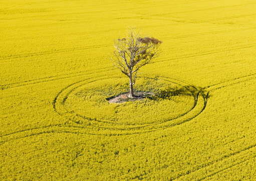 Aerial view of a lone tree standing in the center of a vibrant yellow canola field with circular tire tracks surrounding it in Walyormouring, Western Australia, Australia.