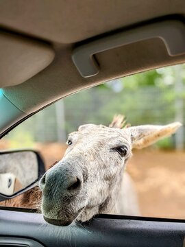 portrait of a donkey