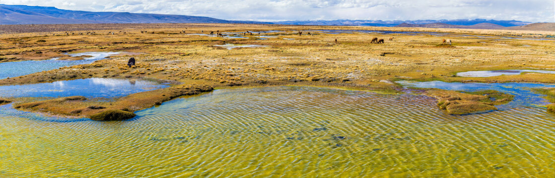 A panorama view of alpacas and llamas grazing in a wet Andean meadow known as a bofedal in the Andes Mountains  in southern Peru in the dry season