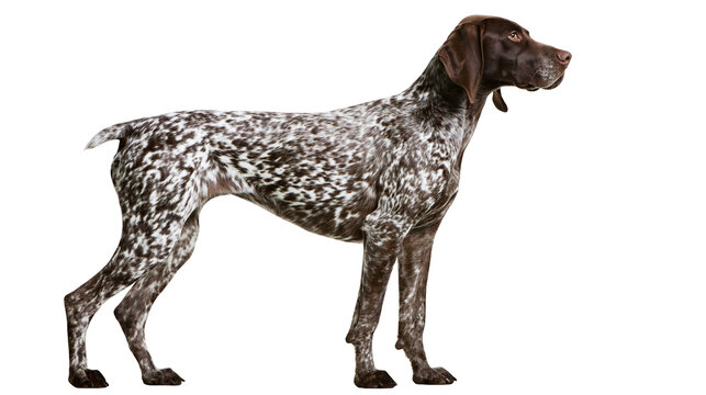 German Shorthaired Pointer dog with brown and white speckled coat, isolated on transparent background
