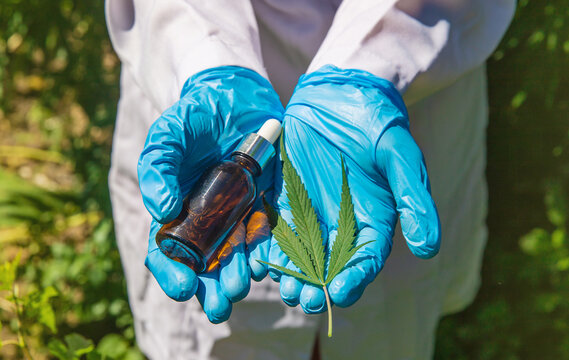 Cannabis growing, medical check. Selective focus.