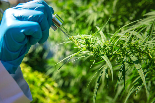 Cannabis growing, medical check. Selective focus.