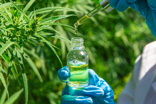 Cannabis growing, medical check. Selective focus.
