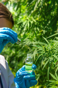 Cannabis growing, medical check. Selective focus.