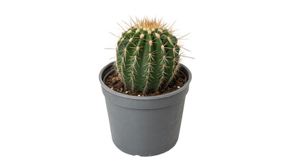 Small green round cactus plant in grey plastic pot isolated on transparent background © Ward